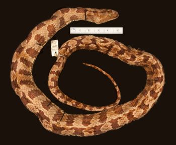 Media type: image;   Herpetology R-21